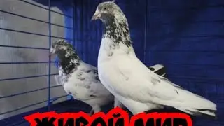 Паруют голубей!