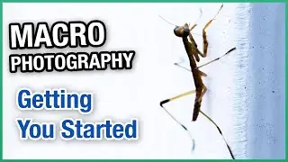 Macro Photography Advice to Get You Started