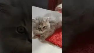 Three little cats around