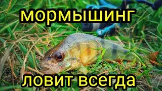 МОРМЫШИНГ ЛОВИТ ВСЕГДА И ВЕЗДЕ !!! ВЕЧЕРНЯЯ РЫБАЛКА НА МОРМЫШИНГ !!!