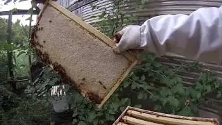 Honey Raiding like a hungry bear!
