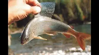 Хариус -  рыбалка как она есть.
