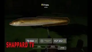 Русская рыбалка 4. Как ловить троф угря!!!Море эмоций)))