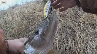PIKE ON A LEASH! )) Rudra helps out! Fishing at the end of October.