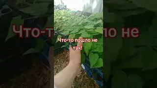 природа взбесилась? или это нормально?
