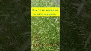 Чом ти не прийшов, як місяць зійшов... українська нар пісня... акапельно #українськапісня
