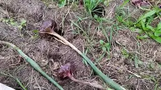 Лук шалот истобенский окончание