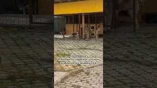 У меня почти 80 животных. Подписывайся и спасай вместе со мной. Помочь можно по реквизитам в профиле