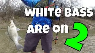 White Bass Fishing on the North Bosque 2021 Part 2 (Lake Waco Texas)