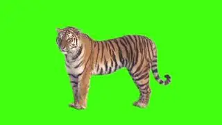 Green Screen - Tiger