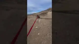Huskies Hiking #Shorts