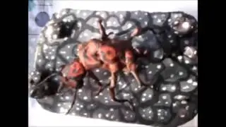 Муравьи жнецы и их содержание в неволе