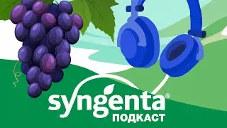 🍇 Гроздевая листовертка: причины её вредоносности