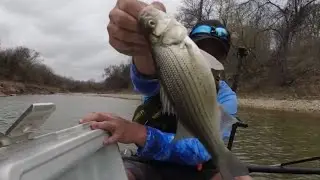 White Bass Fishing Texas River