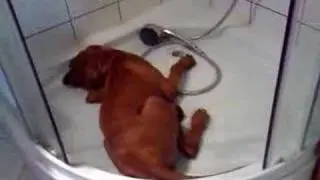 Alma the vizsla puppy is having a shower III.