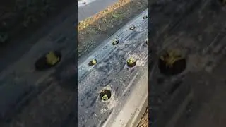 как правильно сажать рассаду клубники Фриго!