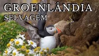 WILD GREENLAND FULL HD 4K – The Largest and Most Remote Island on the Planet