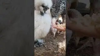 Китайские шелковые и индюки))))