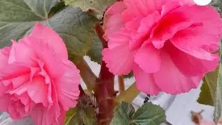 ‼️Бегония укоренилась и в воде, и в перлите, и в вермикулите💯%🌺А у вас❓