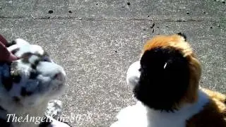 Webkinz Music Video: You Make Me Feel (300 SUBS!!!)
