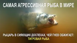 РЫЦАРЬ В СИЯЮЩИХ ДОСПЕХАХ, ЧЕЙ ГНЕВ ОБЖИГАЕТ ТИГРОВАЯ РЫБА, САМАЯ АГРЕССИВНАЯ РЫБА В МИРЕ