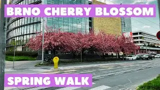 [4K] 🇨🇿 #Brno, Czech Republic | 🌸 #CherryBlossom | Spring City Walk | April 2023