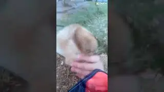 Балто хаски