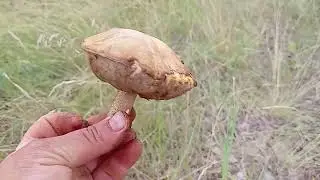 В лес за грибами, собираю коровники, и наслаждаюсь природой!