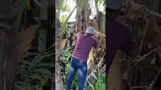 #shorts
