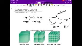 Surface area to volume screencast short