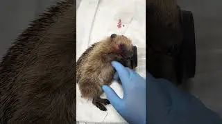 Лечение ежей.