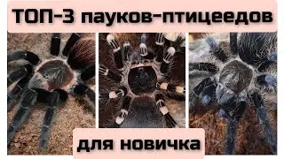 Пауки - птицееды для новичка. ТОП-3. Какого паука завести первым? 