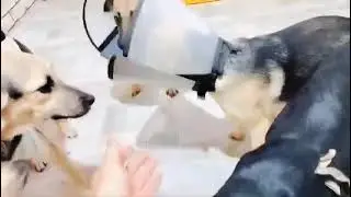 Поможем Белле и щеночкам! Им нужен дом и помощь на корм!! #помощь #щеноквдобрыеруки #собакадруг