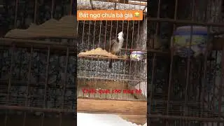 Chào mào hót ché
