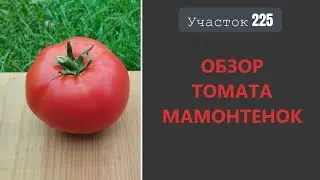 Томат Мамонтенок. Помидоры некуда девать!