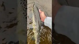 Some more Maine fall salmon action! Hope your week is fishy too! 