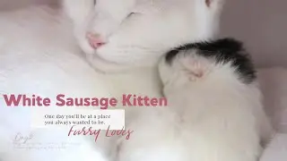 White Mommy with White Sausage Kitty