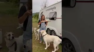 Our dogs have been traveling and living with us in a campervan for three years. 