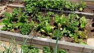 Vegetable Gardening : Organic Pesticides for Vegetable Garden Pests