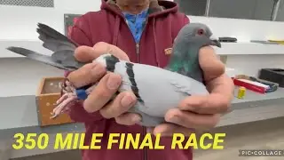 “Easier Said Than Done”                                         Episode 9 FVC DERBY Racing Pigeons