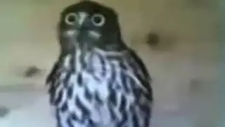 РЖАКА! Сова танцует под коко джамбо.