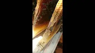 Кенийский улей - сказочное зрелище