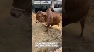 Heavy Weight Champion Loading 2023