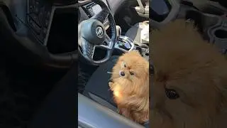Лапы, усы, хвост, мои документы!