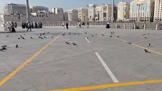 pigeons around Masjid e Nabwi