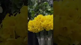 Что из цветов купить в январе?!