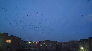 Itachi Theme - Real Crows
