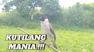 KUTILANG MANIA..!!Kutilang ribut.