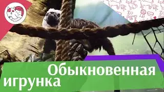 Обыкновенная игрунка  уистити или белоухая мармозетка на ilikepet