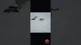 Росомаха и волки..росомахе никто не страшен!